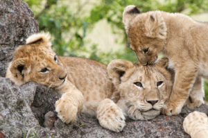 Masai Mara National Reserve